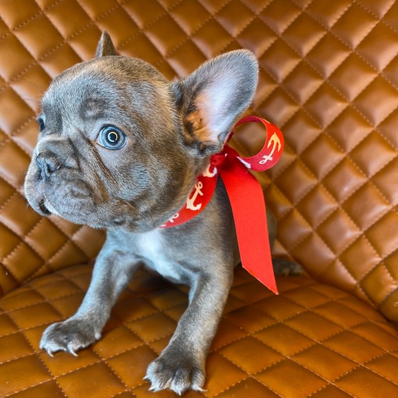 Meet your Posher, Jared - Picture 4 of 5